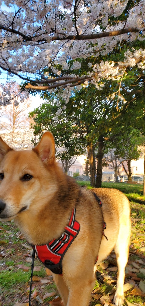 犬とおでかけ。福岡市博多区の山王公園。適度な広さ自然豊かな公園。