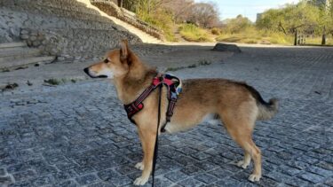 犬とおでかけ。博多区竹下「なかがわ河川敷」。美味しい散歩でした