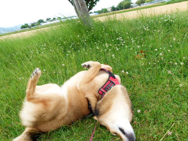 犬の散歩 安の里公園 安の里公園ふれあいファーム 林檎と葡萄の樹 犬と遊ぼう さんぽ部ブログ