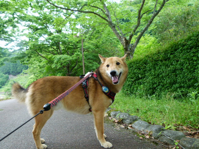 22年ホタル観賞 福岡県東峰村棚田親水公園に犬と一緒に行きました 犬と遊ぼう さんぽ部ブログ