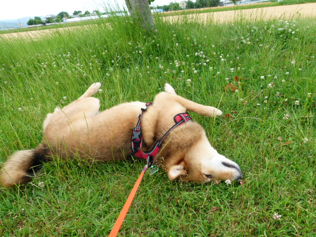 犬の散歩。安の里公園、安の里公園ふれあいファーム、林檎と葡萄の樹