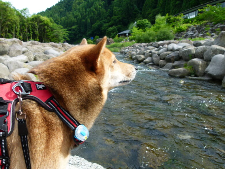 食い違い課す血日田天然水犬彼適合するファンド