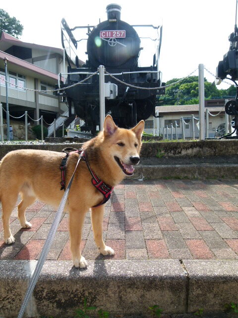 犬とおでかけ。福岡県の皿山公園に。あじさい観賞、プチ山登り気分。