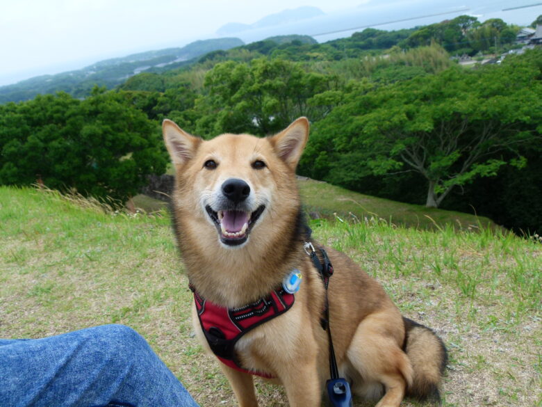 犬とおでかけ。佐賀県唐津市の波戸岬、名護屋城跡へ。ぜんざいも食べたよ