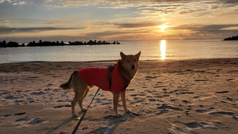 犬と遊ぼう 大分県国東市黒津崎海岸に行きました ジュンパパの犬と遊ぼう さんぽ部ブログ