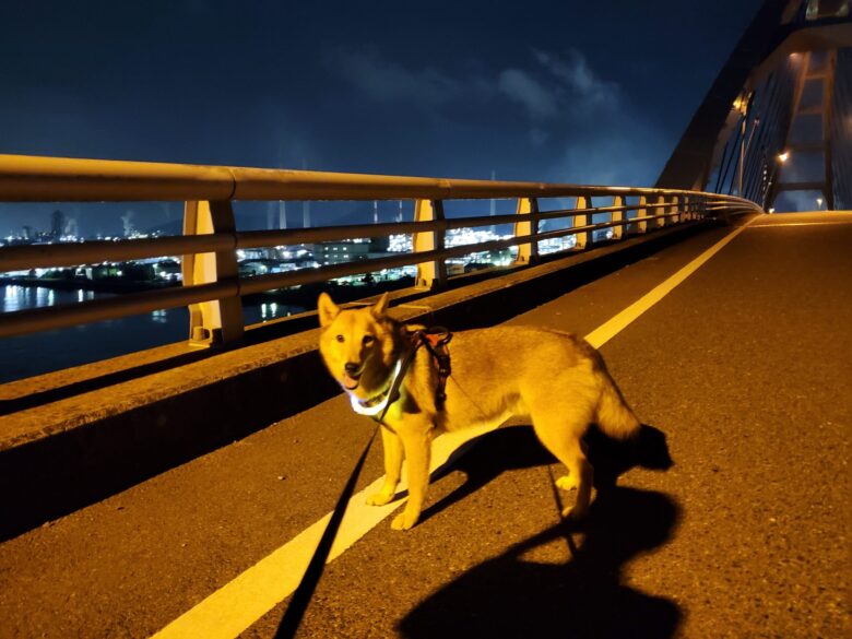 犬とおでかけ。山口県、晴海親水公園、周南大橋に工場夜景を鑑賞。