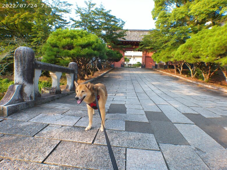犬とおでかけ。佐賀県鹿島市の旭ヶ岡公園。松陰神社、赤門、衆楽園。