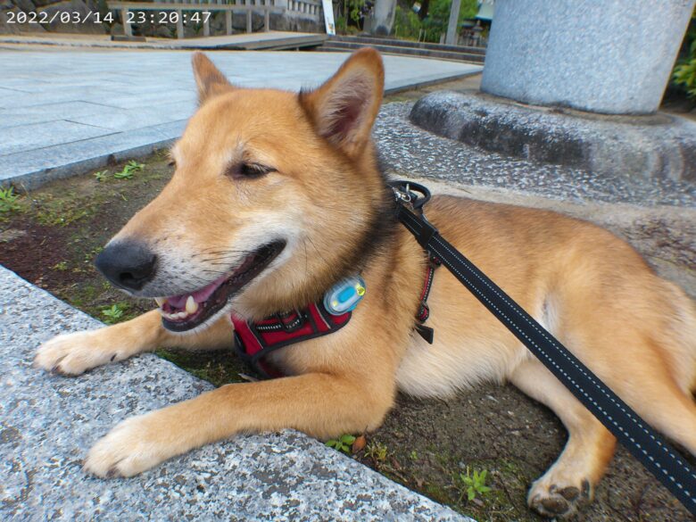 犬とおでかけ。福岡県須恵町の若杉の森、宇美町の宇美八幡宮へ朱色の参道。