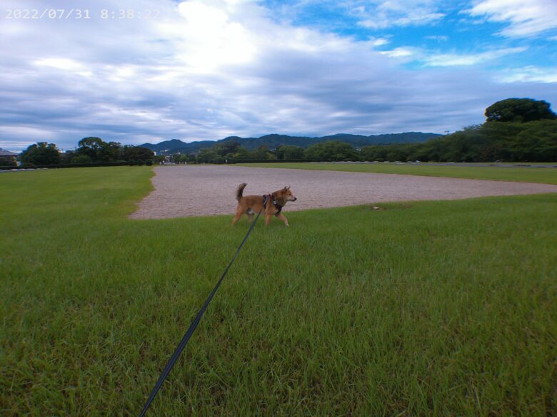 犬とおでかけ。太宰府市の大宰府政庁跡、坂本八幡宮、竈門神社行へ。