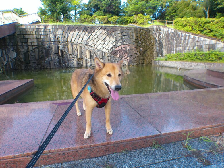 犬とおでかけ。福岡県春日市の白水大池公園に。大きな池が印象的です。