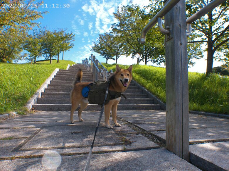 犬とおでかけ。福岡市東区の青葉公園。広大な広場を周回する公園です