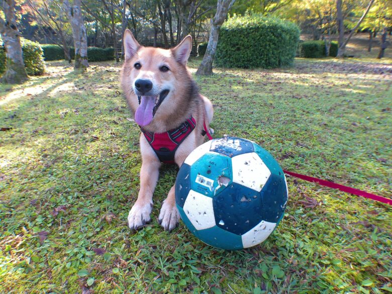 犬とおでかけ。朝倉市の夜須高原記念の森。遊具と散歩道が充実してます