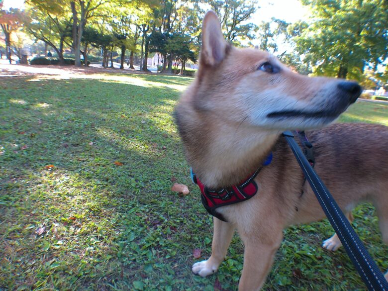 犬とおでかけ。福岡県春日市の春日公園へ。広くキレイな芝生広場が印象的