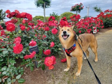 犬とおでかけ。福岡県粕屋町、駕与丁公園。バラがとてもキレイです。