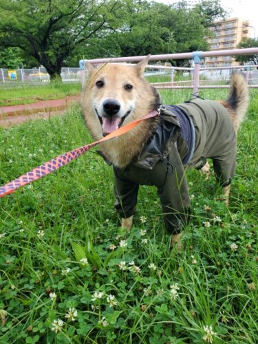 犬とおでかけ。足とお腹も覆えるnewレインコートを購入しました。