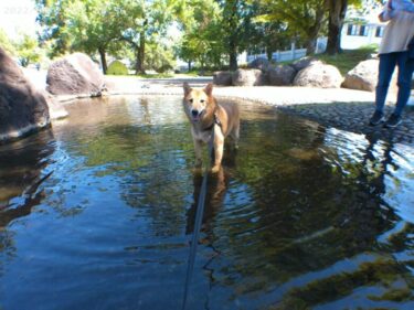 夏は犬も水遊び！　道の駅水辺プラザかもと、鴨川河畔公園に行きました！