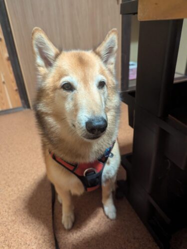 ペットと一緒に泊まれる「花となごみの宿 山光園」ホタル観賞も楽しめる旅館
