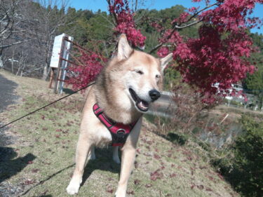 2025年平戸ナイトミュージアムの前に、佐賀県武雄市の「武雄温泉保養村」へ立ち寄りました。「OND PARK」が新設されててビックリです