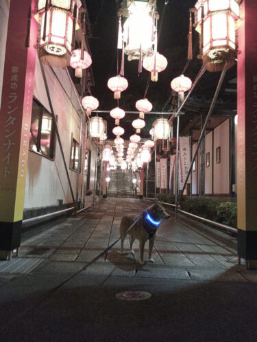 佐賀から平戸へ車中伯旅行日記。2025年冬の平戸ナイトミュージアムを犬と一緒にライトアップを楽しんできました