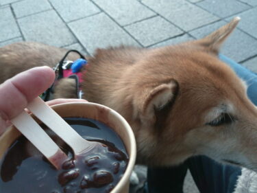 ペット可。ジュンくん調べ実際に食べた店を紹介。鹿児島県編