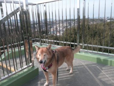 犬と遊ぼう。犬とおでかけ。鴻巣山緑地（こうのすやまりょくち）遊歩道を散歩。自然豊かな山道にジュンくんもルンルン