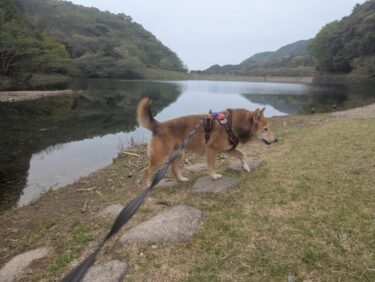 犬と遊ぼう。福岡県古賀市の薬王寺水辺公園へ。河内池周辺の散歩コース