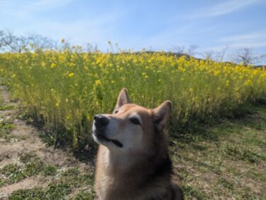 犬と遊ぼう。山口県宇部市ときわ公園。エヴァンゲリオンロンギヌスの槍を犬と一緒に見上げました