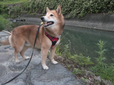 犬と遊ぼう。小塩地区ホタルの里で2026年ホタル観賞。