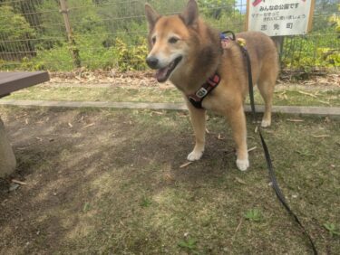 犬と遊ぼう。犬とおでかけ。福岡県志免町の水車橋公園へ。たけのこ掘りも楽しめる風変わりな公園です。