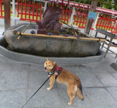 犬とおでかけ。福岡市の東公園。亀山上皇銅像、十日恵比寿神社があります。
