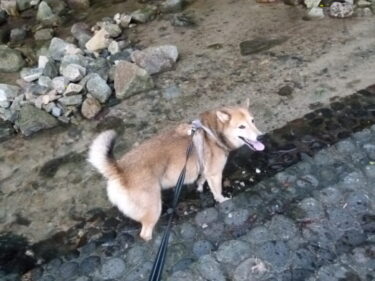 夏の醍醐味、川遊び。犬と筑前町の川へ遊びに行きました。涼！