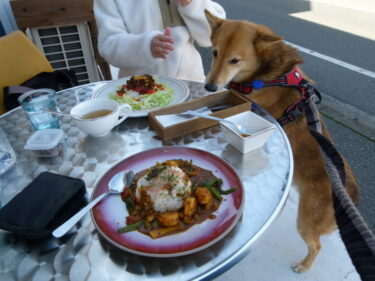 ペット可。ジュンくん調べ実際に食べた店を紹介。福岡県編
