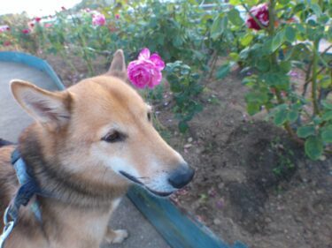 熊本旅行。犬とおでかけ。犬と旅行。エコパーク水俣。熊本県水俣市の総合公園。バラ園が！