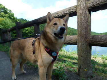 犬とおでかけ。福岡県宇美町の一本松公園。　キャンプも楽しめます