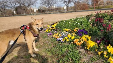 犬とおでかけ。久留米市「久留米百年公園」散歩には良い広さでした。