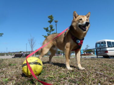 犬とおでかけ。福岡市西区、今津運動公園。芝生広場などキレイな公園