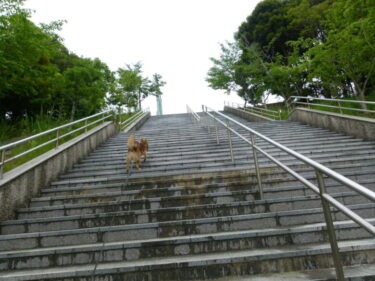 犬とおでかけ。犬と遊ぼう。福岡県篠栗町、篠栗町総合運動公園カブトの森公園。