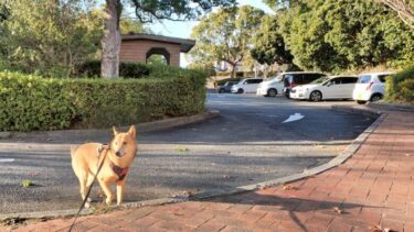 犬とおでかけ。博多区にある「東平尾公園」にジュンくんの散歩へ。