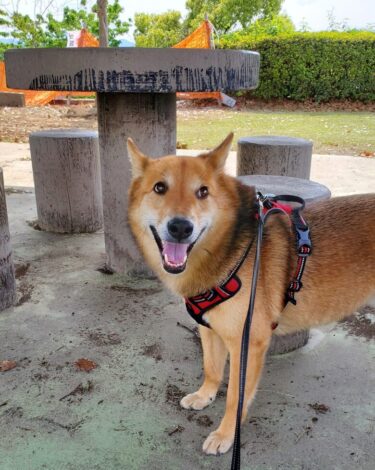犬とおでかけ。福岡県田川市にある田川中央公園。芝生エリアがキレイ