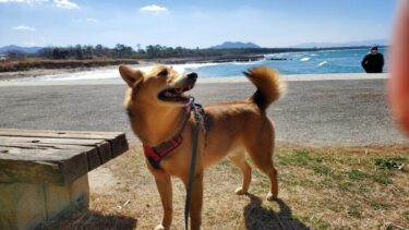 犬とおでかけ。福岡県新宮町の沖田中央公園、福津市の福間海浜公園にへ