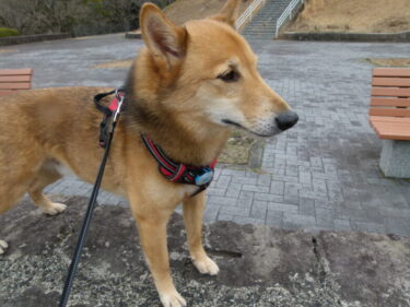 犬とおでかけ。福岡県飯塚市の筑豊緑地へ。もの凄く広大な緑地です。