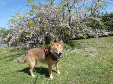 犬とおでかけ。大分県中津市米山公園。芝生が広くてキレイな公園。