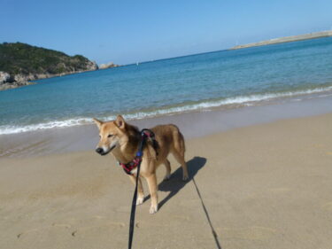 犬とおでかけ。福岡県糸島市の芥屋地区。玄海国定公園 / 糸島トトロの森