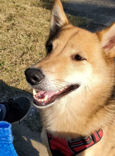 犬とおでかけ。福岡市西区の西部運動公園。ドッグラン、園内も広い！