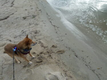犬とおでかけ。福岡市西区、長垂海浜公園。海辺の公園で気持ち良い