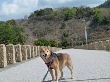 犬とおでかけ。山口県下関市豊浦の舟郡ダム。帰りは川棚で温泉です。